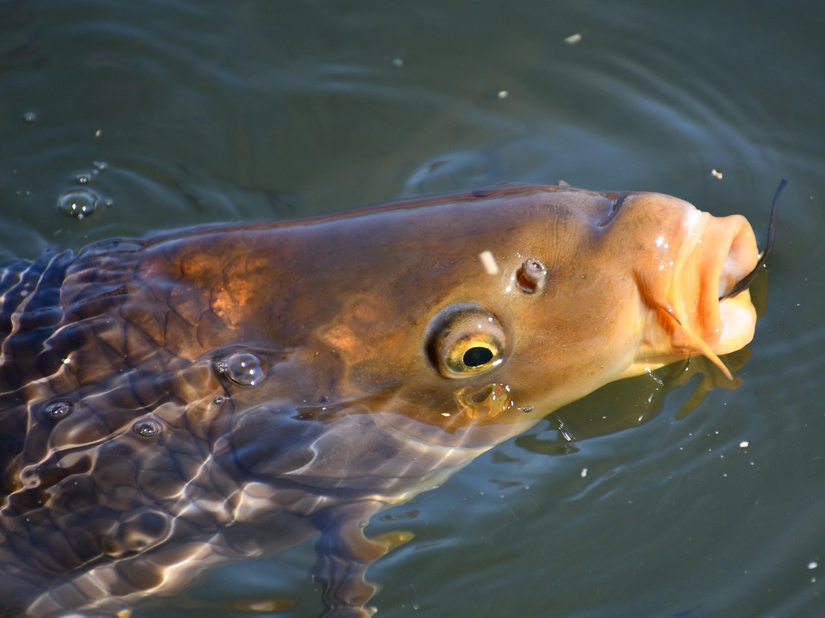 #8:
          Unidentified Carp. Nagano City.
          f/6.3 at 300mm - Shutter Speed: 1/500 - ISO 320: